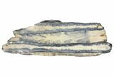 Mammoth Molar Slice With Case - South Carolina #144334-1
